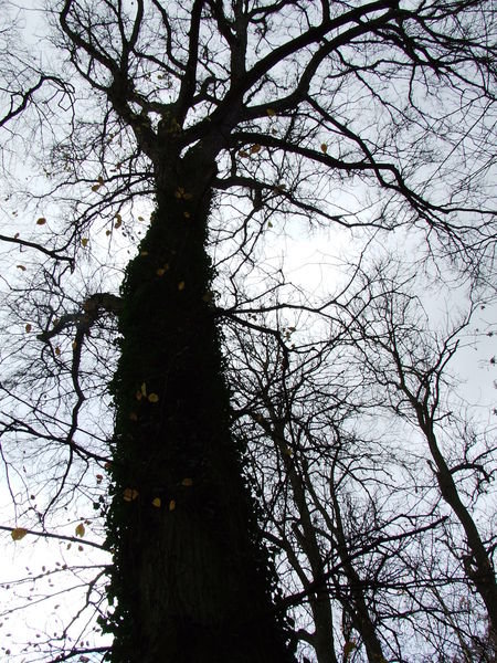 spooky tree