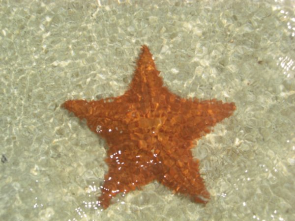 Star fish - back in the water safe and sound!