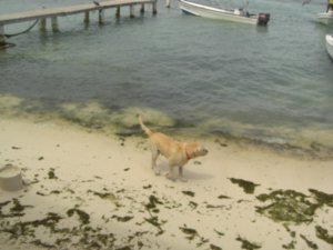 Marco - our pousada's dog that spent all day everyday in the sea!