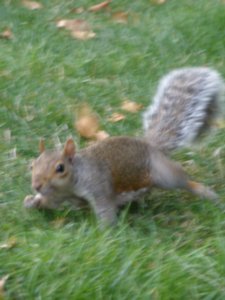 Another Squirrel - St James Park