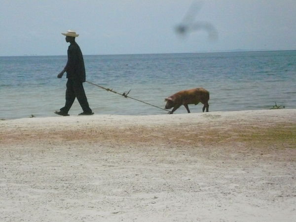 man walking pig on the beach