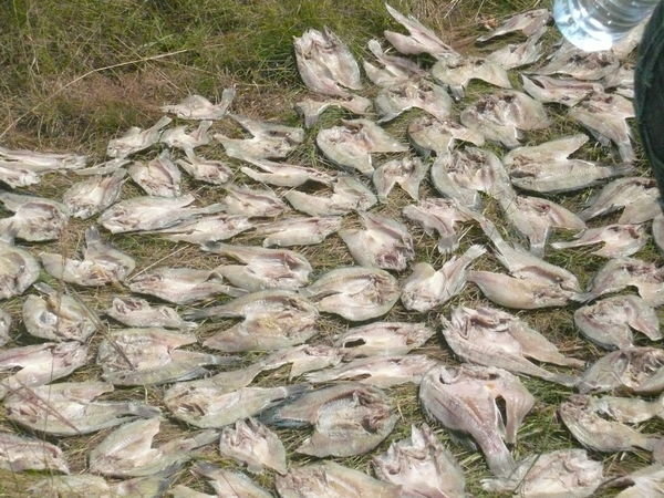 fish being salted and dried