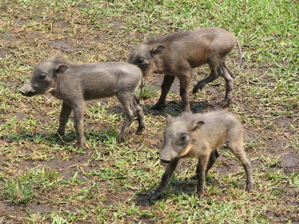 warthog triplets