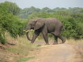 elephant crossing behind us