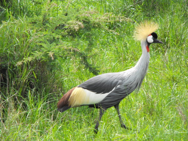 Great crested crane - national bird of Uganda
