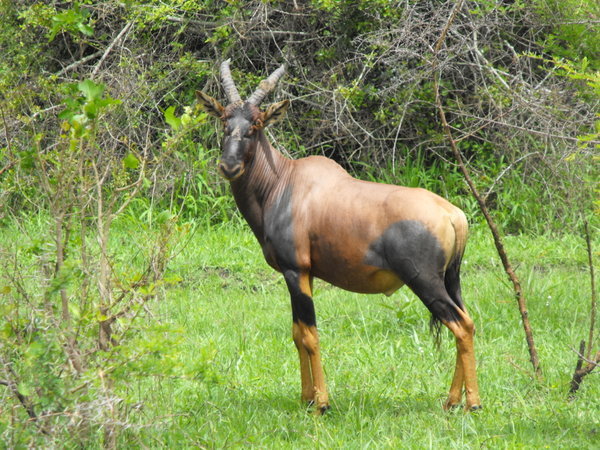 Topi - Ugandan antelope