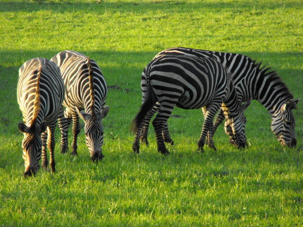 Zebras grazing in evening 