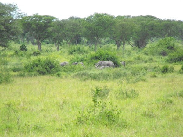First sighting of elephants in QENP