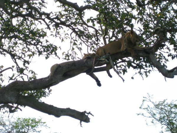 Tree c,imbings lions 1