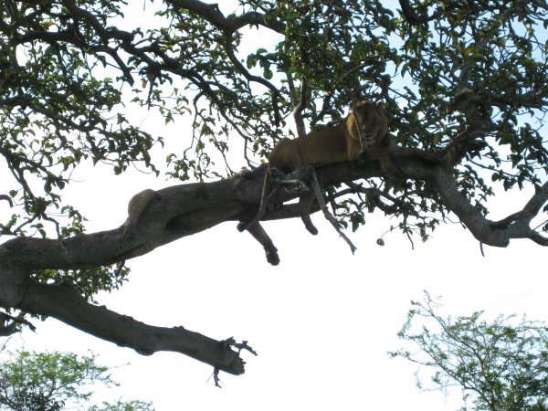 Tree climbing lions 2