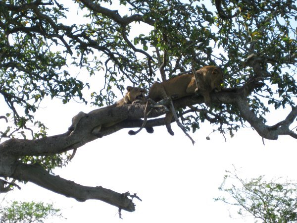 Tree climbing lions 3