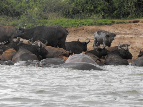 Hiipos and water buffalo