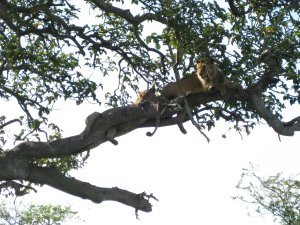 Tree climbing lions 5