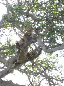Tree climbing lions 7