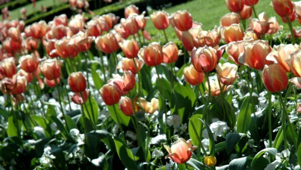 tulips near el Prado