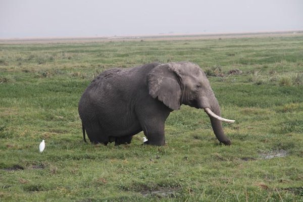 Amboseli Swamp Elephant
