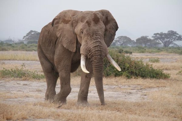 Amboseli Desert Elephant