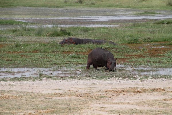 Hippos Grazing