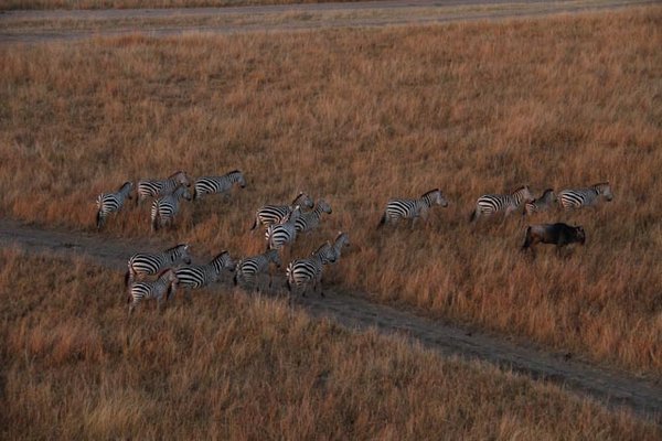 Zebras From Above