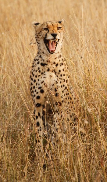 Annoyed Cheetah