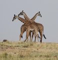 Giraffe Dance