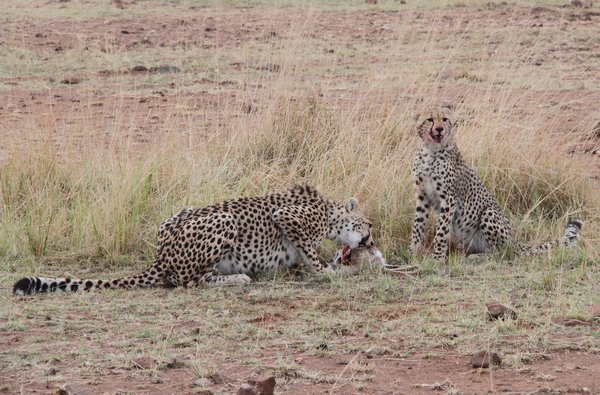 Cheetah and Cub Dining