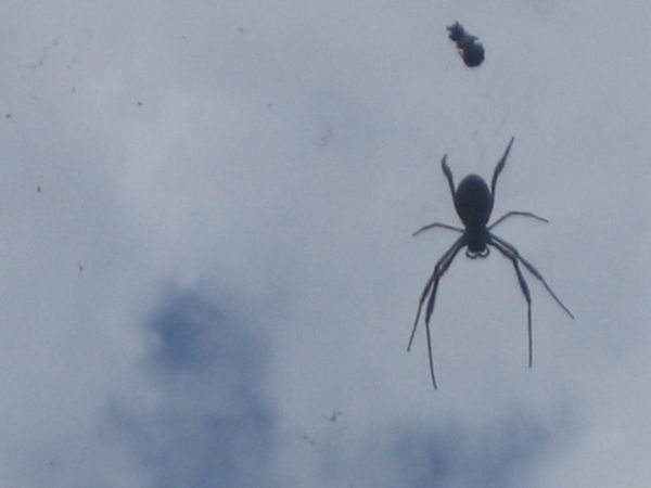 Massive spider and its prey!