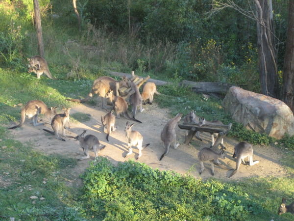 Some of the kangaroos at breakfast time