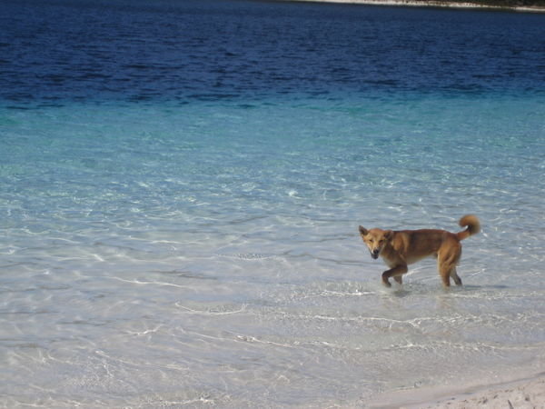 Dingo in Lake Mackensie
