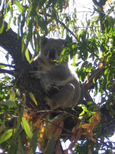 Koala that we spotted on Magnetic Island
