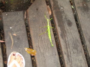 Biggest 3 legged stick insect I've ever seen!