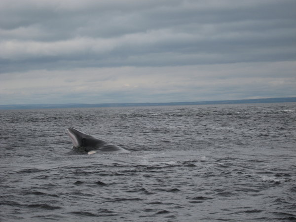 minke whale.