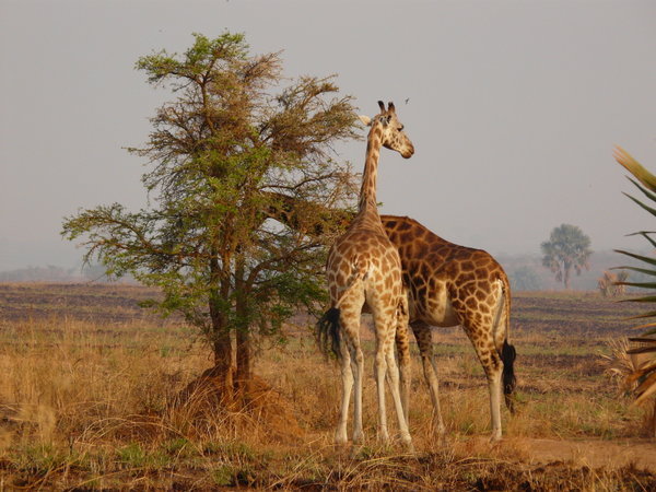 giraf in de ochtendzon