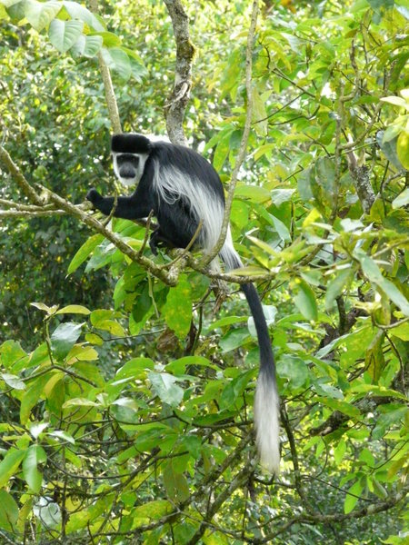 black&white colobus monkey