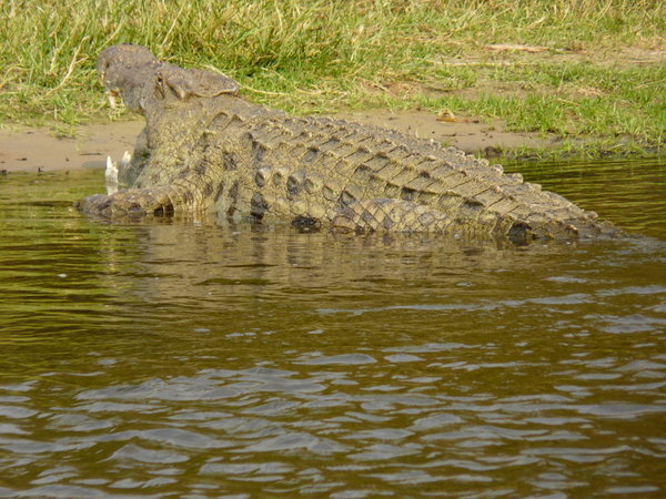 broodje krokodill