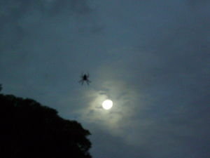 spider moon