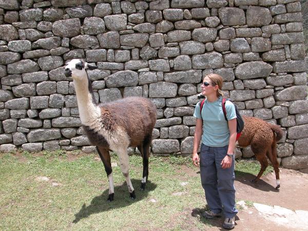 Sue with a Llama