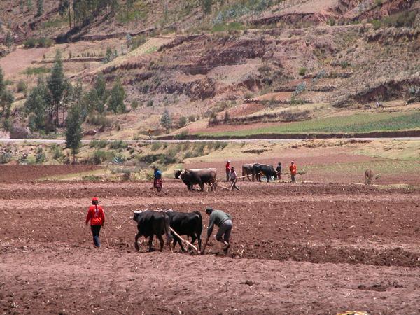 Locals Ploughing the fields
