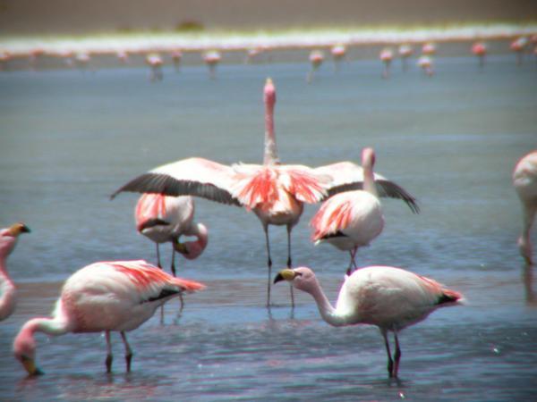 Flamingoes in the Lagoon