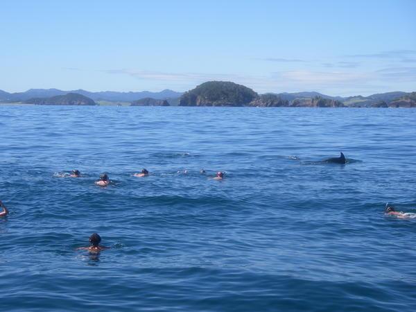 Swimming with Dolphins 2