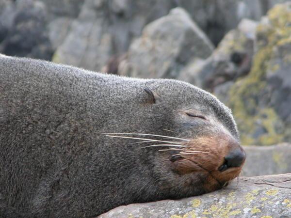 Seal sleeping on the Red Rocks Coastal Walk