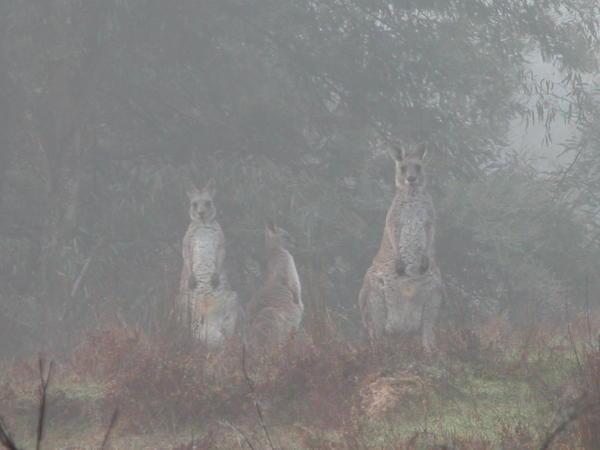 Family of Roos in the morning mist