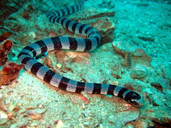 Sea Snake II