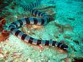 Sea Snake II