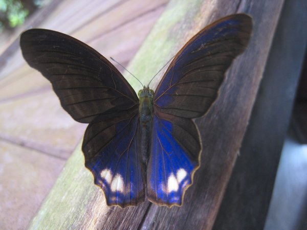Mariposa posando