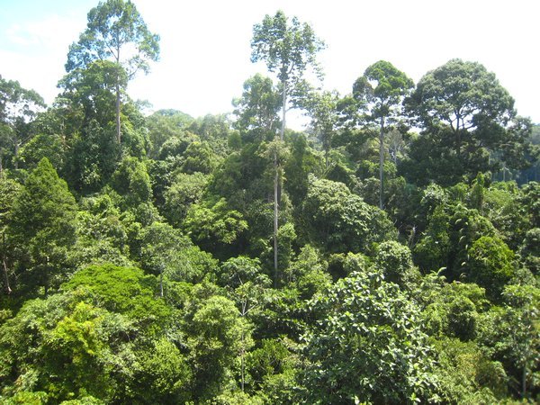 Selva de Borneo
