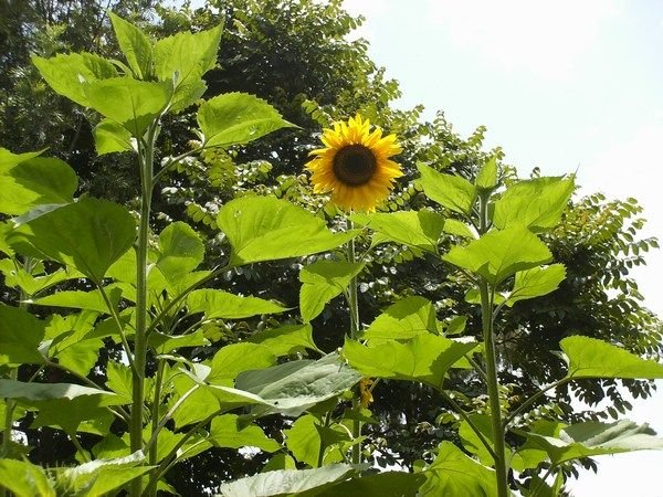 Squeakah's Sunflowers