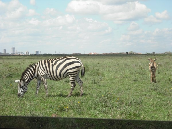 Tame Zebra