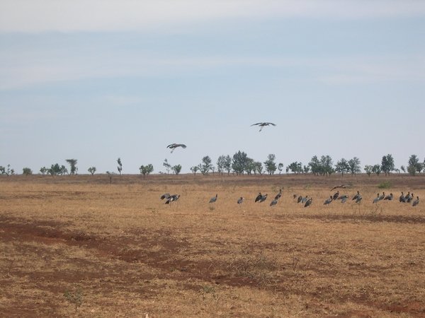 The Sudanese Birds