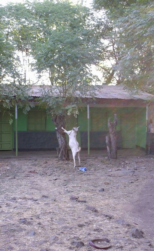 Goat climbing a tree